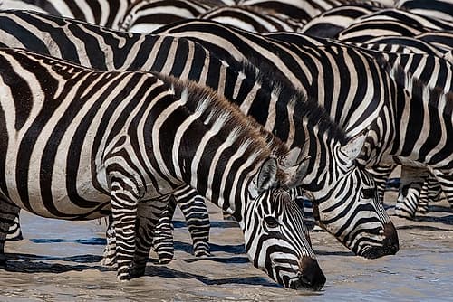 A herd of Burchells Zebras drinking at Hidden Valley lake Ndutu-Tanzania Art Print